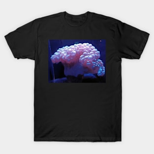 Bubble coral, Oahu, Hawaii T-Shirt